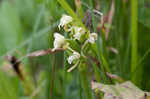 Small green wood orchid